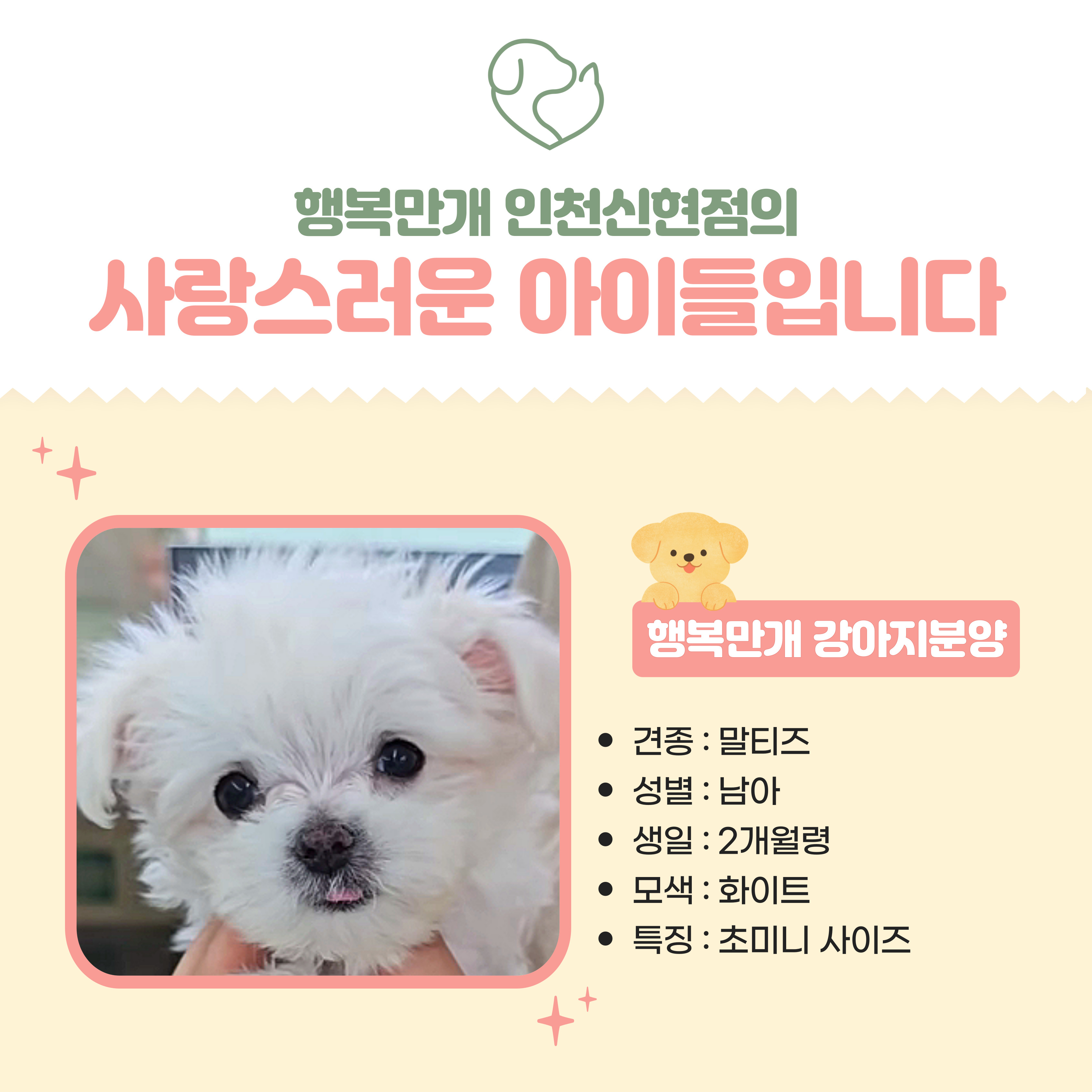 행복만개 인천본점(전, 퍼피캣 인천신현점) 게시판 이미지 4
