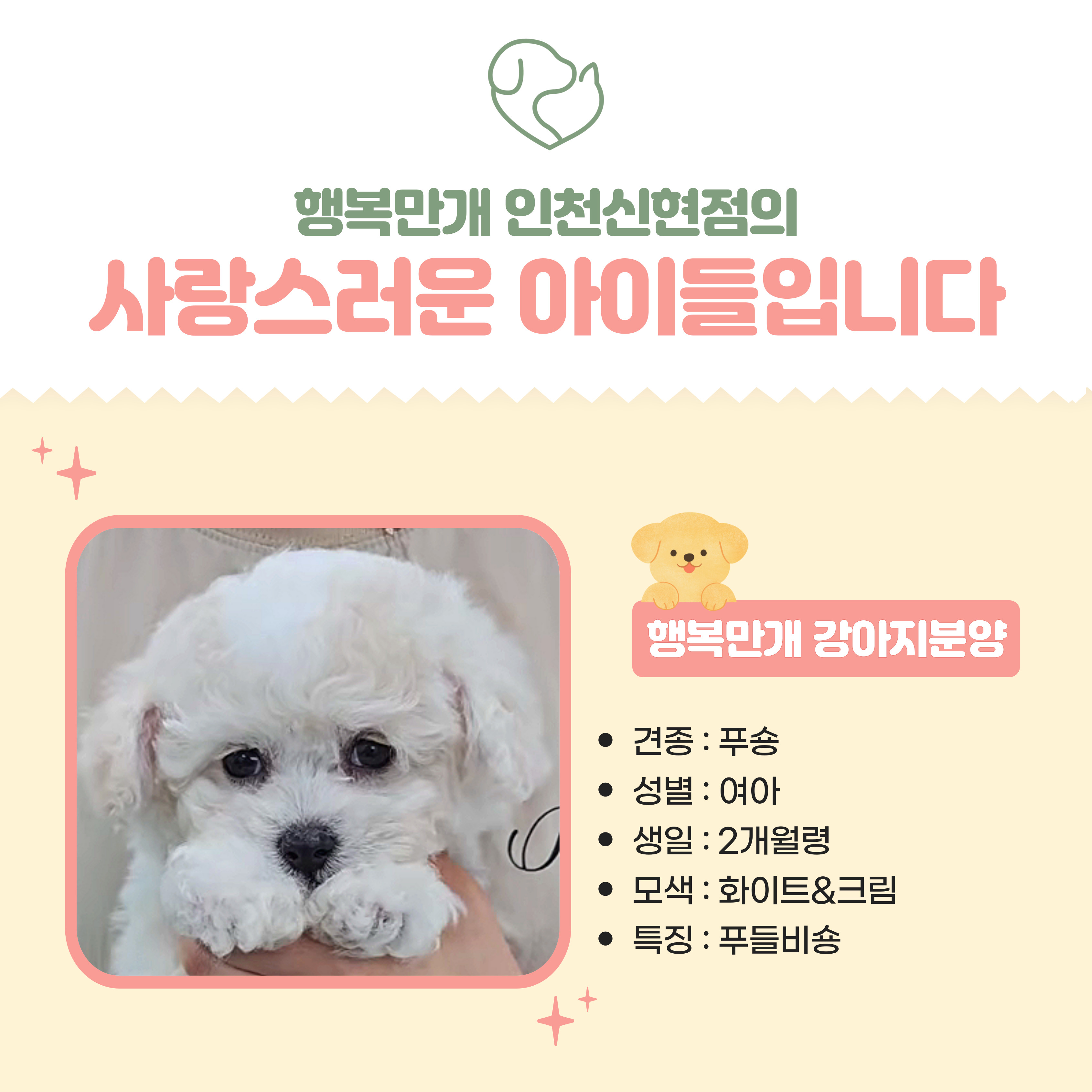 행복만개 인천본점(전, 퍼피캣 인천신현점) 게시판 이미지 3