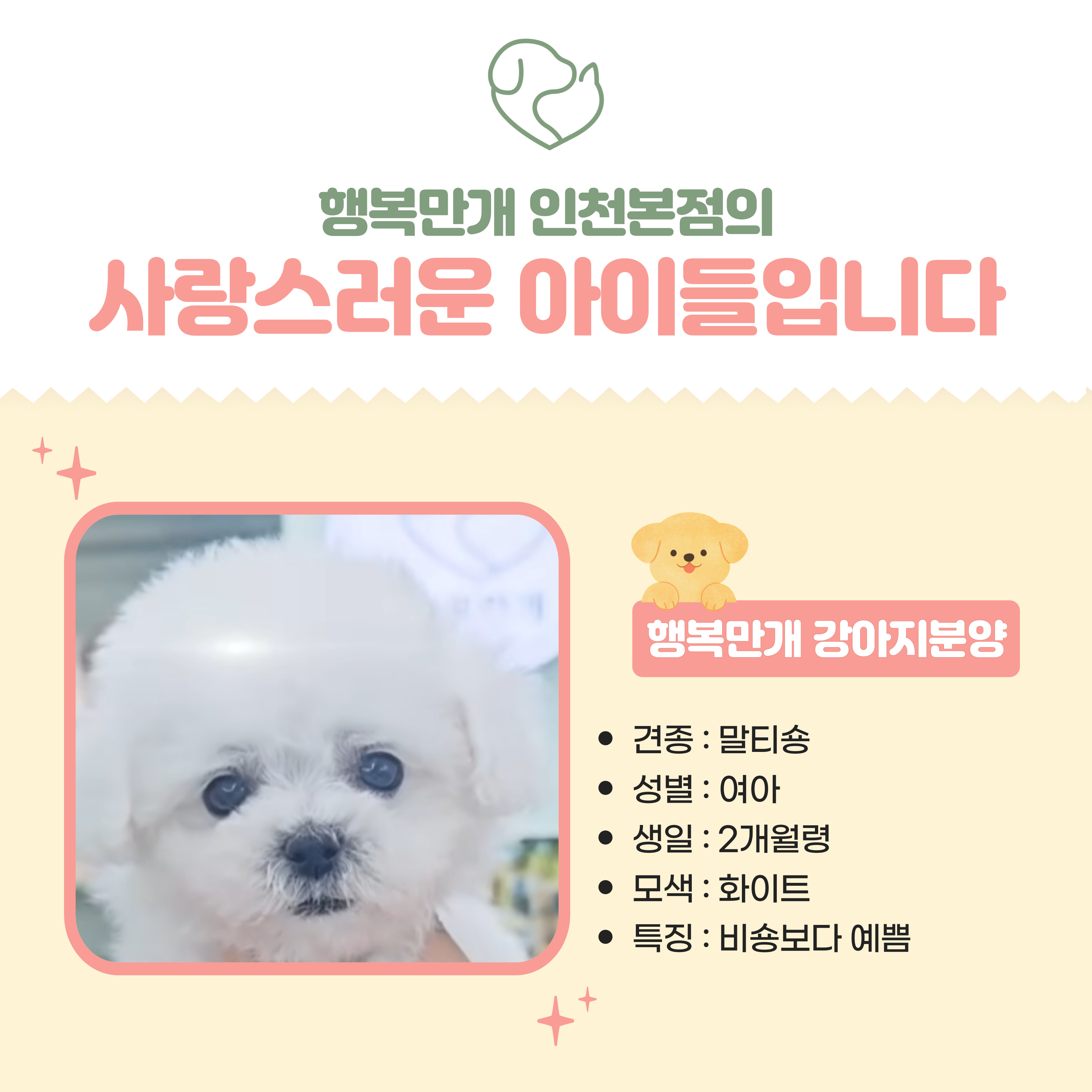 행복만개 인천본점(전, 퍼피캣 인천신현점) 게시판 이미지 4